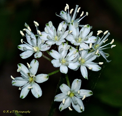 {Clintonia umbellulata}